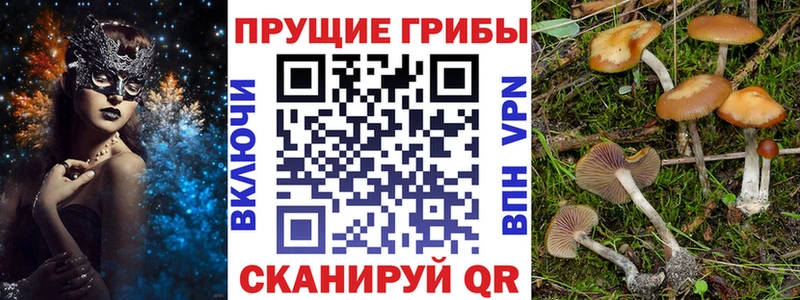 KRAKEN ССЫЛКА  Арамиль  Псилоцибиновые грибы мицелий 